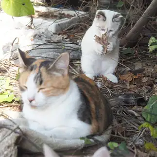 落ち葉拾いすぎるネコ　　黒猫カレンさん