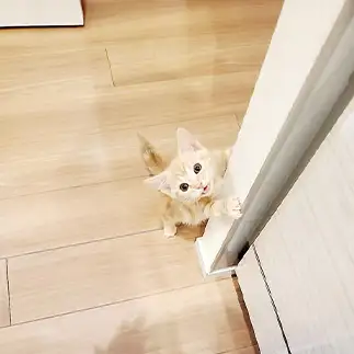 おなかが空きすぎるネコ　　青さん