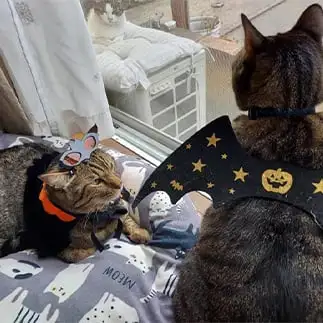 ハロウィンすぎるニャンズすぎるネコ　　あややさん