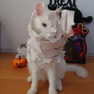 ハロウィンの仮装が斬新すぎるネコ　　あゆみんさん