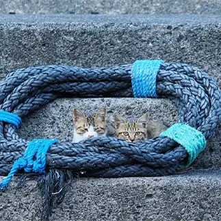 縄張りをアピールしすぎるネコ　　ねこぬまかくさん