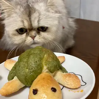カメを見つめすぎるネコ　　優優さん