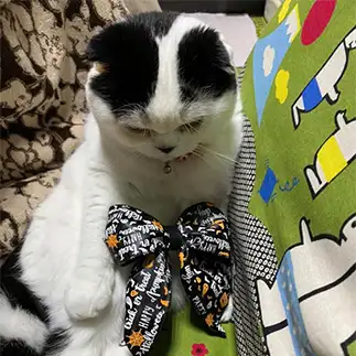 ハロウィンすぎてショックすぎるネコ　　ぱんだるさん
