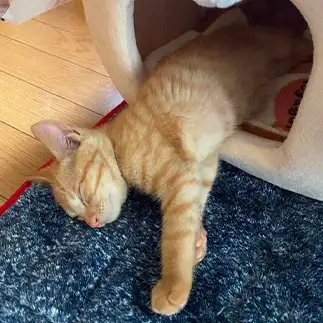はみ出しすぎるネコ　　くま猫さん