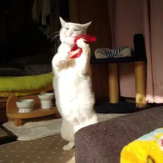 ムフフすぎるネコ　　yamawaiisoraさん