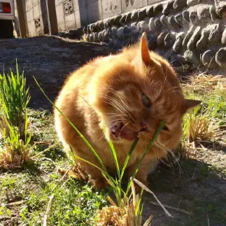 草が好きすぎるネコ　　ジャムさん