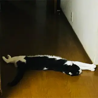 行かないで～！と通せん坊しすぎるネコ　　むっちゃんさん