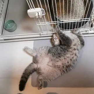 昼寝がアクロバティックすぎるネコ　　今志帆さん