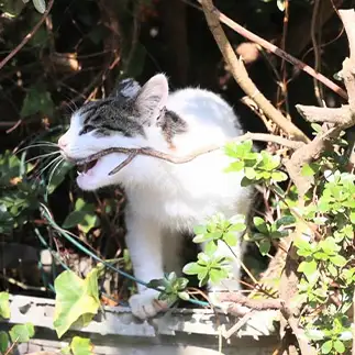 口角が上がりすぎるネコ　　tzkrsatoruさん