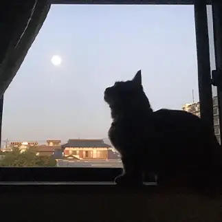 映えすぎるネコ　　テンちゃんママさん