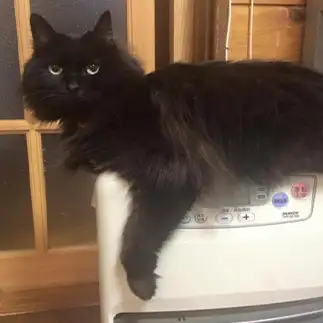 絶対にここを譲りたくなさすぎるネコ　　あの時のハナコさん