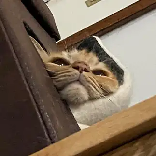 イモ虫すぎるネコ　　えいこ8さん