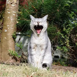 叫びすぎるネコ　　marucatworldさん