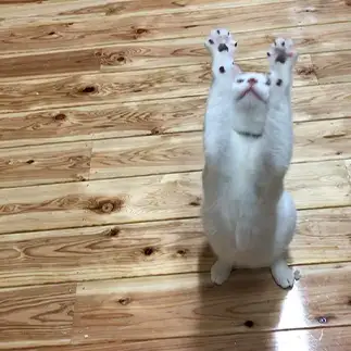 おお！神よ！と雨乞いをしすぎるネコ　　ゆずももさん