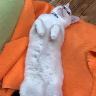 疲れ過ぎてダラダラしすぎるネコ　　ゆずももさん