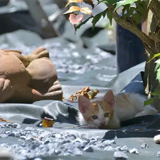母ちゃんはタヌキすぎるネコ　　ままめろんさん
