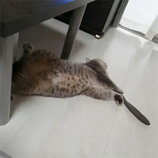 釣り上げましたすぎるネコ　　今志帆さん