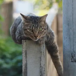 バランスが大事すぎるネコ　　黒猫カレンさん
