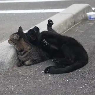 ダイブしすぎるネコ　　おむすびさん