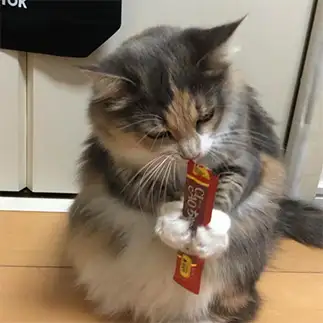 おやつ1人で食べるの上手すぎるネコ　　相澤佑衣さん