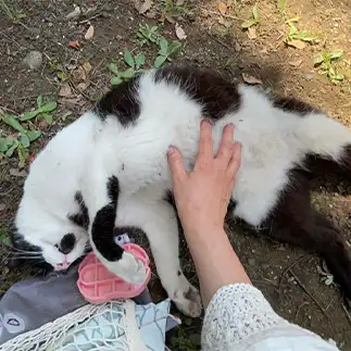 野良なのにモフられて脱力しすぎるネコ　　園田江美さん
