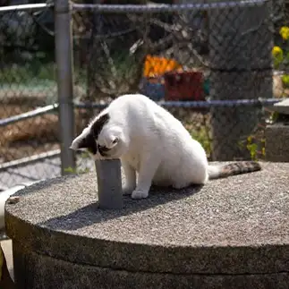 見えないものを見ようとしすぎるネコ　　OKAKAさん