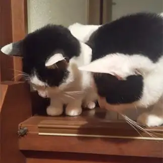 進撃の巨猫すぎるネコ　　アオルナ5さん