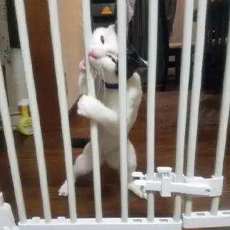 開けたすぎるネコ　　アオルナ2さん