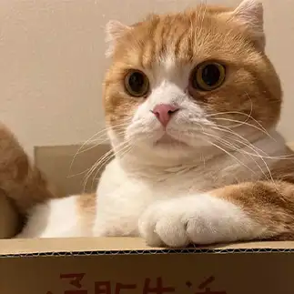 えっ？？？すぎるネコ　　ゆかちんさん