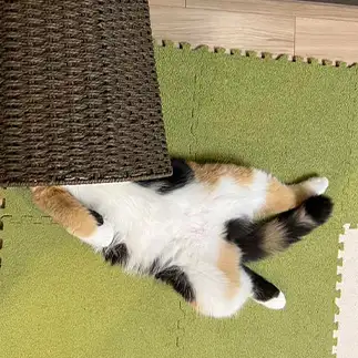 頭隠して尻隠さずすぎるネコ　　もかまろじゅんさん