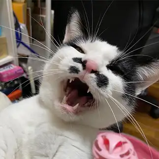 もう大人なのに産声上げすぎるネコ　　わらびもちさん