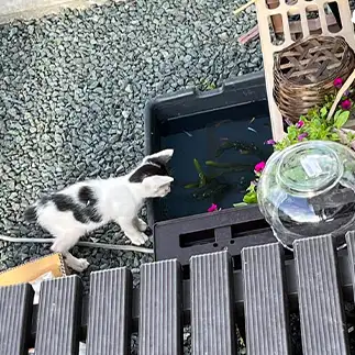獲物（メダカ）を狙いすぎるネコ　　みゅうさん