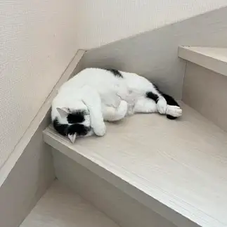 眩しすぎるネコ　　みゅうさん