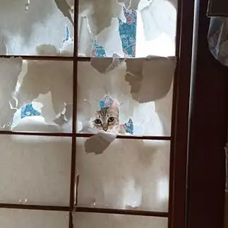 季節外れのお化け屋敷に馴染みすぎるネコ　　まちゃママさん