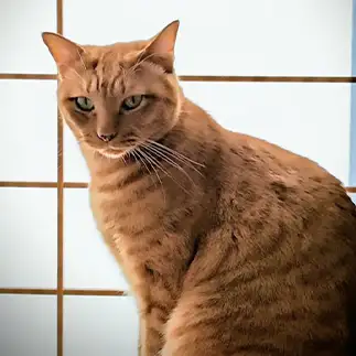 高倉健すぎるネコ　　チャコさん