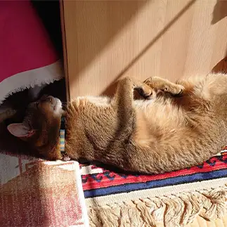 ひなたぼっこすぎるネコ　　じゅんぺいさん