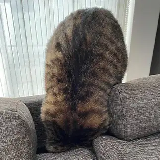 必死すぎるネコ　　小梅さん