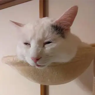 半開きすぎるネコ　　豆大福さん