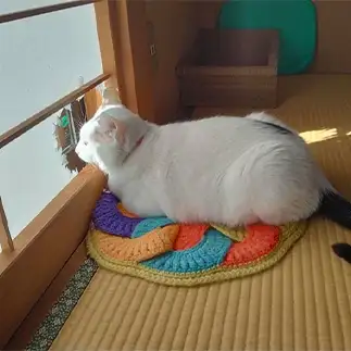 のぞきすぎるネコ　　豆大福さん
