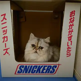 PRしすぎるネコ　　優優さん