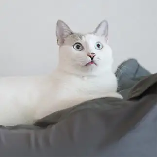 堪能しすぎるネコ　　ガースーさん