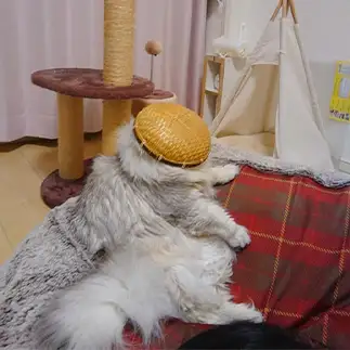 恥じらいすぎるネコ　　優優さん