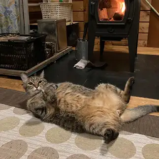 開きすぎるネコ　　しぃさん