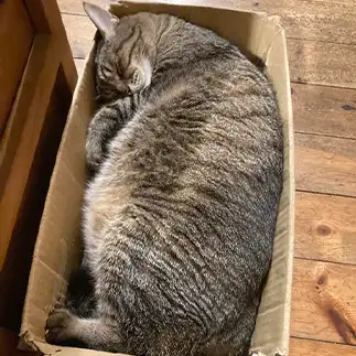 ぴったりすぎるネコ　　しぃさん