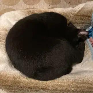 まるすぎるネコ　　しぃさん
