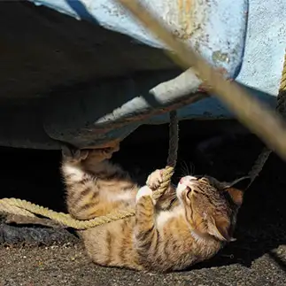 将来の夢はレスキュー隊すぎるネコ　　ねこぬまかくさん