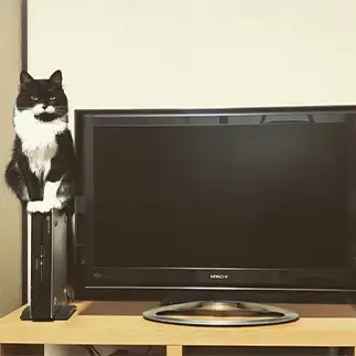 そこにのりますか！！すぎるネコ　　ROKUさん
