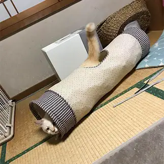 着こなしが上手すぎるネコ　　にゃーさん