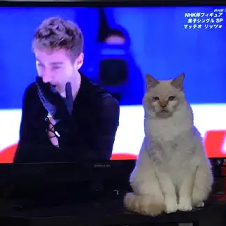コーチのように寄り添いすぎるネコ　　にゃーさん
