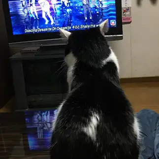 イメージトレーニングすぎるネコ　　むっちゃんさん
